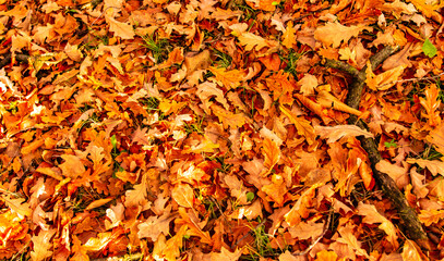 Leaves lying on the ground in the autumn forest. Background