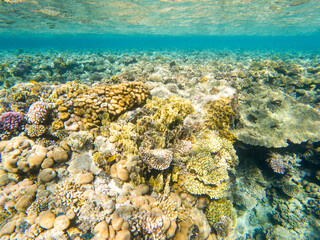 Coral reef under sea water.