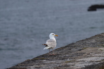 seagull on the beach