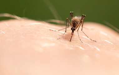 The mosquito sits on human skin and bites.
