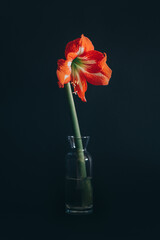 Beautiful red Amaryllis flower in a glass vase on a black background.