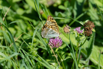 Silver-washed Fritillary butterfly (Argynnis paphia) sitting on a pink flower in Zurich, Switzerland