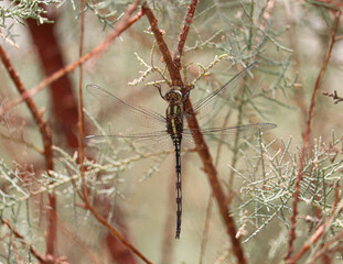Long skimmer dragonfly (Orthetrum trinacria) on tamariks leaves near lake nasser in Aswan, Egypt
