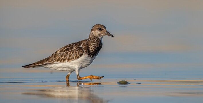 Ruddy Turnstone (Arenaria interpres) Aysa, Australia, spreads in Europe, America and Africa, but is rare. It is seen in Diyarbakir Tigris Valley during migration periods.