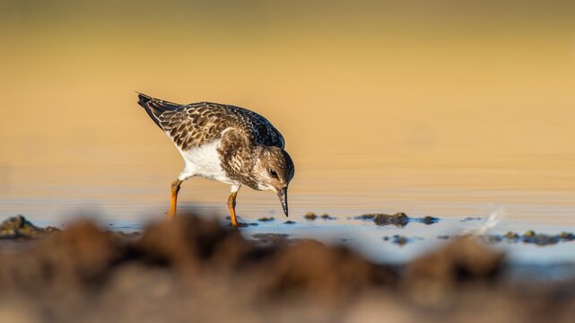 Ruddy Turnstone (Arenaria interpres) Aysa, Australia, spreads in Europe, America and Africa, but is rare. It is seen in Diyarbakir Tigris Valley during migration periods.