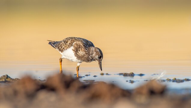 Ruddy Turnstone (Arenaria interpres) Aysa, Australia, spreads in Europe, America and Africa, but is rare. It is seen in Diyarbakir Tigris Valley during migration periods.