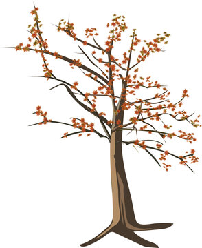 tree in autumn, Shimul gach illustration. Vector tree