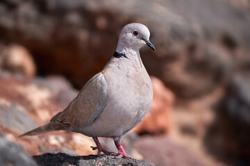 Türkentaube (Streptopelia decaocto) steht auf einem Felsen - Costa Calma, Fuerteventura