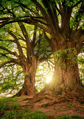Obraz premium tree in the forest