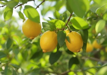 Lemon trees with ripe fruits. Bloomy lemon garden.