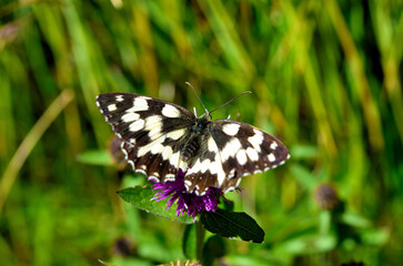 the checkerboard melanargia butterfly monte antola italy
