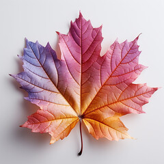 autumn maple leaf