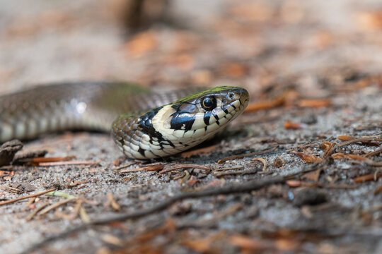 Portrait einer Ringelnatter