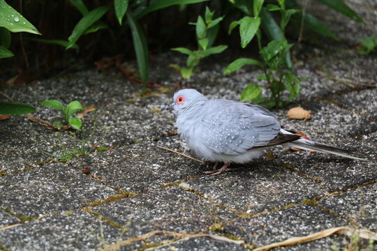 diamond dove sitting on the pavement foraging for seeds