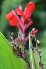 seed pods of the canna flower with a bokeh red canna lily in the background