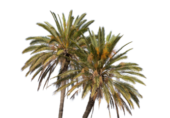 Palm trees isolated on white transparent background, PNG