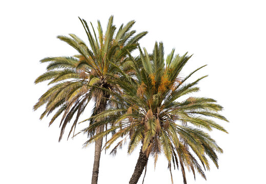 Palm trees isolated on white transparent background, PNG