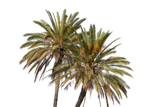 Palm trees isolated on white transparent background, PNG