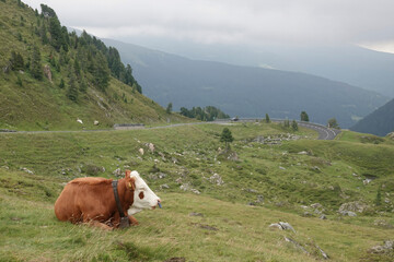 Naklejka premium Classical panorama wide angle view on an Austrian cow with bell in a meadow in the Alps Mountains