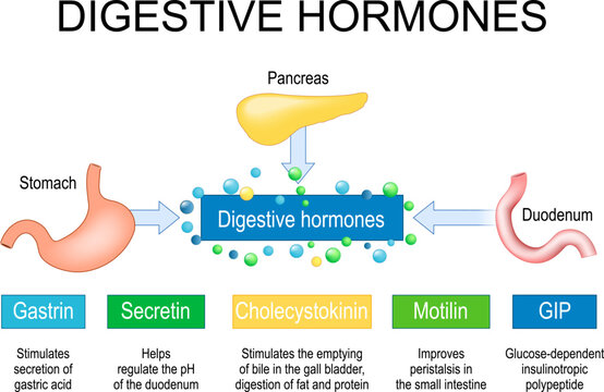 Digestive hormones. gastrin, cholecystokinin, secretin, Gastric inhibitory peptide and motilin.