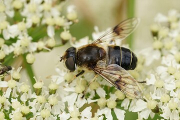 Closeup on a Spot-winged Drone Fly, Eriustalis rupium sitting on a white hogweed