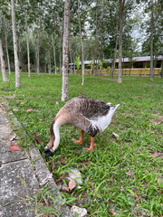 Goose searching food and eating on grass land in the evening.