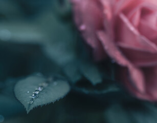 Glistening Elegance: Dew-Kissed Rose