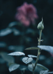 Glistening Elegance: Dew-Kissed Rose