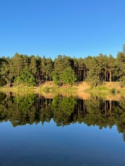 Ideal forest mirror in the lake