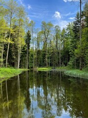 Green forest mirror on the lake