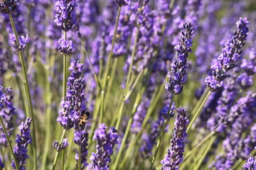 Obraz premium Landscape of beautiful lavender fields in the province of Murcia