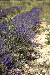 Obraz premium Landscape of beautiful lavender fields in the province of Murcia