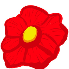 poppy flower isolated on white