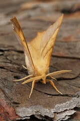 Vertical closeup on the orange Dusky Thorn geometer moth, Ennomos fuscantaria