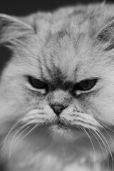 Feline Grace: My Purrfect Companion