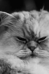 Feline Grace: My Purrfect Companion