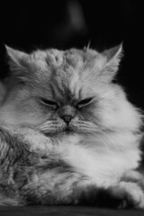 Feline Grace: My Purrfect Companion