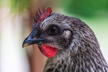 Portrait of grey hen chicken on the farm
