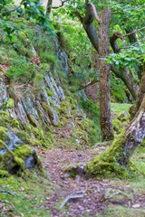 moss covered rocks and trees in forest