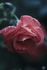 Nature's Jewels: Dewy Delight on a Rose 