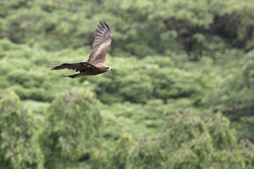 Black kite in flight