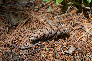 Pine cones on the forest floor in an Ontario Provincial Park