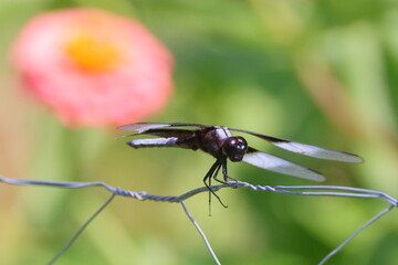 Dragonfly on chicken wire. 