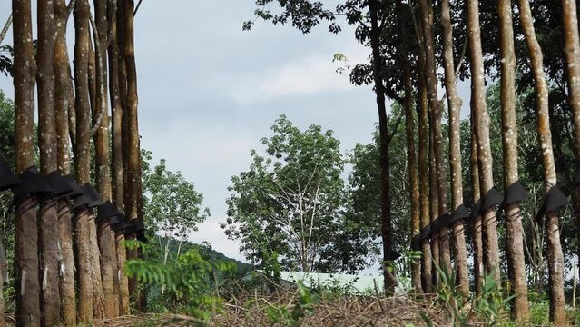 Rubber trees with the collctors on the sides of the frame. The camera moves up, showing tall trees in the garden, Southeast Asia. 4K