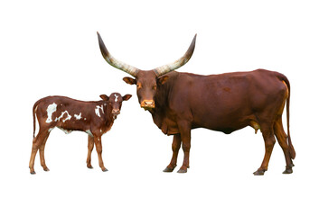 Ankole Watusi Longhorn and little watusi  isolated on white background