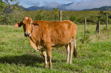 Fototapeta na wymiar Brown cow on the pasture of the farm in the tropical forest. Selective focus.