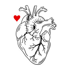 Realistic heart icon isolated on white background. Vector logo of a medical heart. Linear art of people heart. Human heart. Vector illustration.