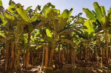 Fototapeta premium Banana plantation in a farm in Vale do Ribeira, Brazil.