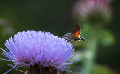 hummingbird hawk-moth feeding nectar from a purple flower of a thistle