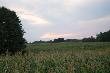 cornfield on a summer day